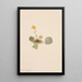 Violet orbicular Viola orbiculata - Mary Vaux Walcott — framed artwork on a wall