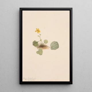 Mary Vaux Walcott - Viola orbiculata.webp