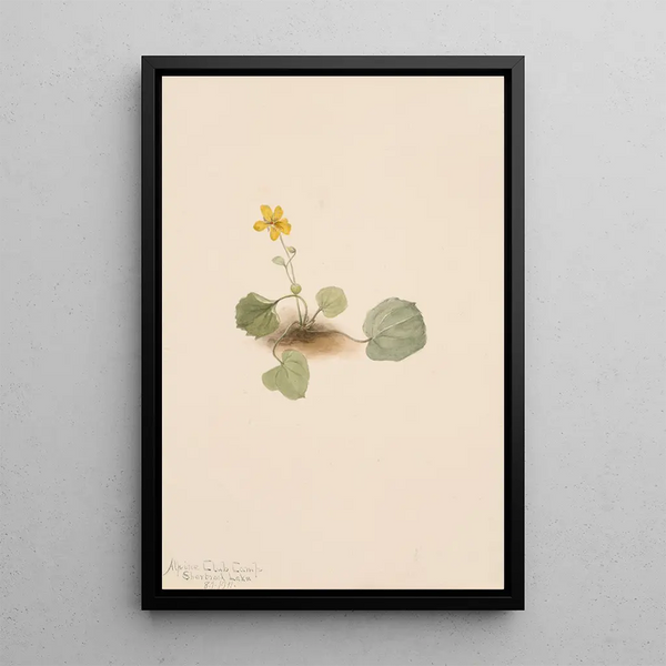 Violet orbicular Viola orbiculata - Mary Vaux Walcott — framed artwork on a wall