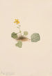 Violet orbicular Viola orbiculata - Mary Vaux Walcott — artwork view