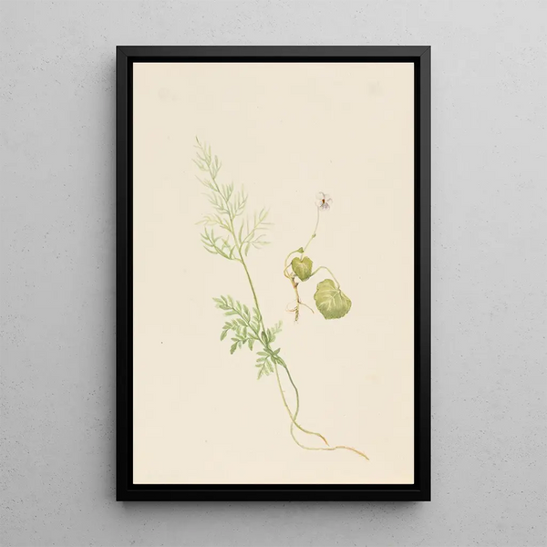 Viola des marais - Mary Vaux Walcott — framed artwork on a wall