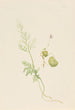 Viola des marais - Mary Vaux Walcott — artwork view