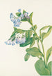 Mertensia virginica - Mary Vaux Walcott — artwork view