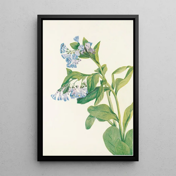Mertensia virginica - Mary Vaux Walcott — framed artwork on a wall