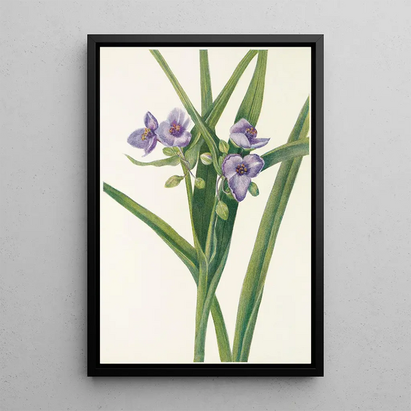 Virginian Tradescantia Painting - Mary Vaux Walcott — framed artwork on a wall