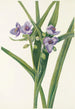 Virginian Tradescantia Painting - Mary Vaux Walcott — artwork view