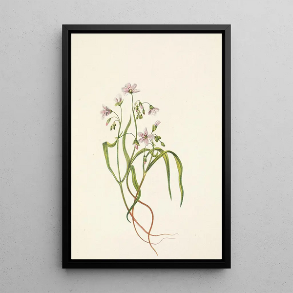 Virginian Claytonia Painting - Mary Vaux Walcott — framed artwork on a wall