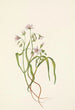 Virginian Claytonia Painting - Mary Vaux Walcott — artwork view
