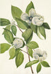 Virginian Stewartia Painting - Mary Vaux Walcott — artwork view