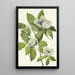 Virginian Stewartia Painting - Mary Vaux Walcott — framed artwork on a wall