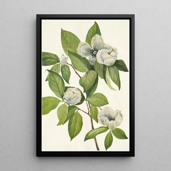 Virginian Stewartia Painting - Mary Vaux Walcott — framed artwork on a wall