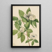 Virginian Stewartia Painting - Mary Vaux Walcott — framed artwork on a wall