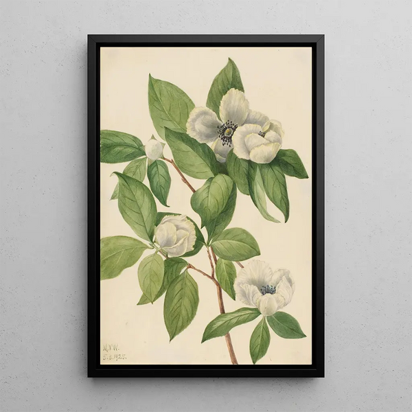Virginian Stewartia Painting - Mary Vaux Walcott — framed artwork on a wall