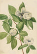 Virginian Stewartia Painting - Mary Vaux Walcott — artwork view