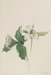 White Trillium Painting - Mary Vaux Walcott — artwork view