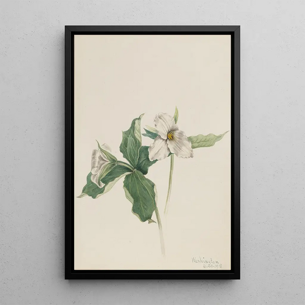 White Trillium Painting - Mary Vaux Walcott — framed artwork on a wall