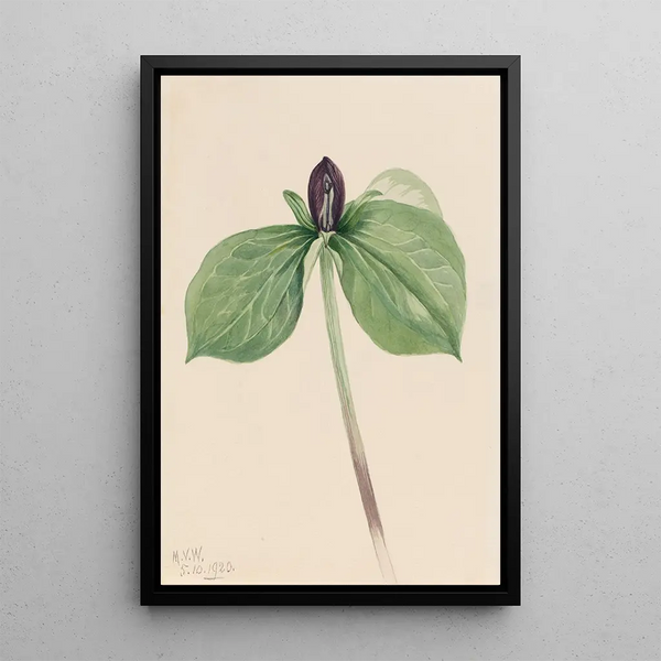 Trille sessile - Mary Vaux Walcott — framed artwork on a wall