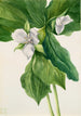 Trille simile - Mary Vaux Walcott — artwork view