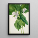 Trille simile - Mary Vaux Walcott — framed artwork on a wall