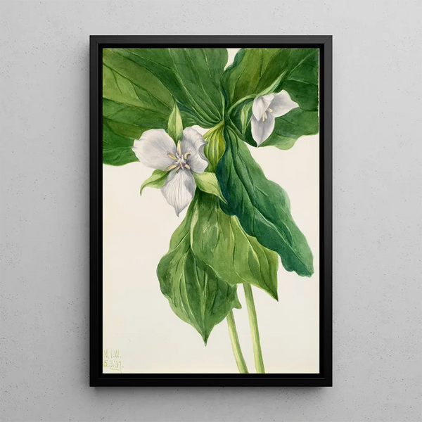 Trille simile - Mary Vaux Walcott — framed artwork on a wall