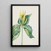 Trille d'Underwood - Mary Vaux Walcott — framed artwork on a wall