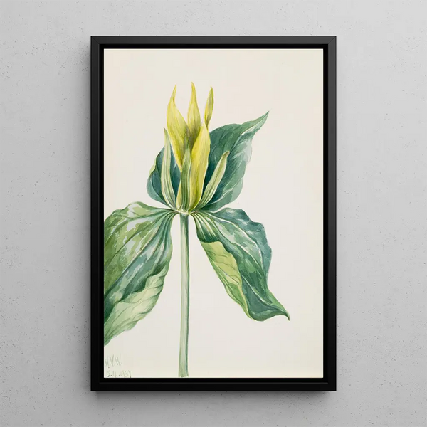 Trille d'Underwood - Mary Vaux Walcott — framed artwork on a wall