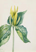 Trille d'Underwood - Mary Vaux Walcott — artwork view