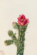 Cholla bâton de marche - Mary Vaux Walcott — artwork view