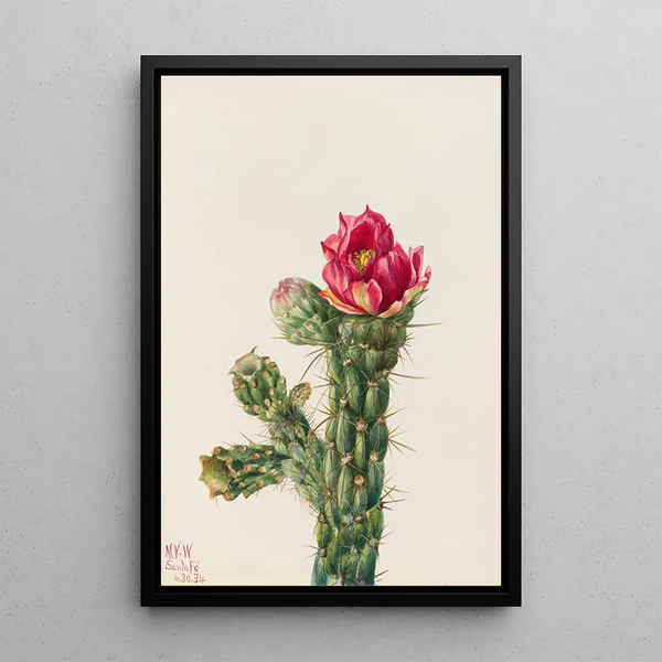 Cholla bâton de marche - Mary Vaux Walcott — framed artwork on a wall