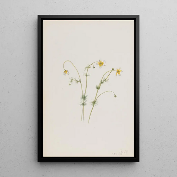 Water Buttercup Painting - Mary Vaux Walcott — framed artwork on a wall