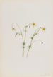 Water Buttercup Painting - Mary Vaux Walcott — artwork view