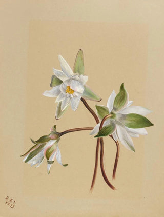 Mary Vaux Walcott - Water Lilies Castalia odorata.webp