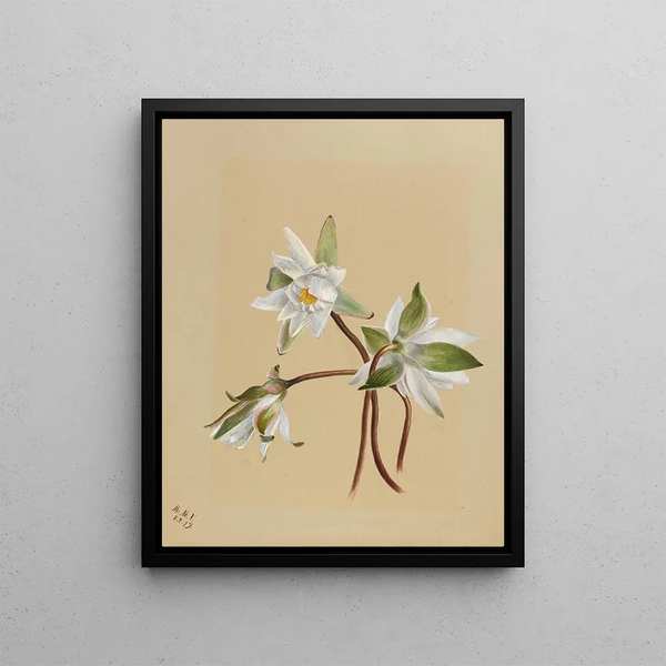 Nénuphars Castalia parfumés - Mary Vaux Walcott — framed artwork on a wall