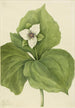 Trille cireux - Mary Vaux Walcott — artwork view