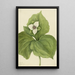 Trille cireux - Mary Vaux Walcott — framed artwork on a wall