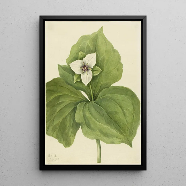 Trille cireux - Mary Vaux Walcott — framed artwork on a wall