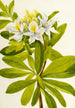 Azalée de l'Ouest - Mary Vaux Walcott — artwork view