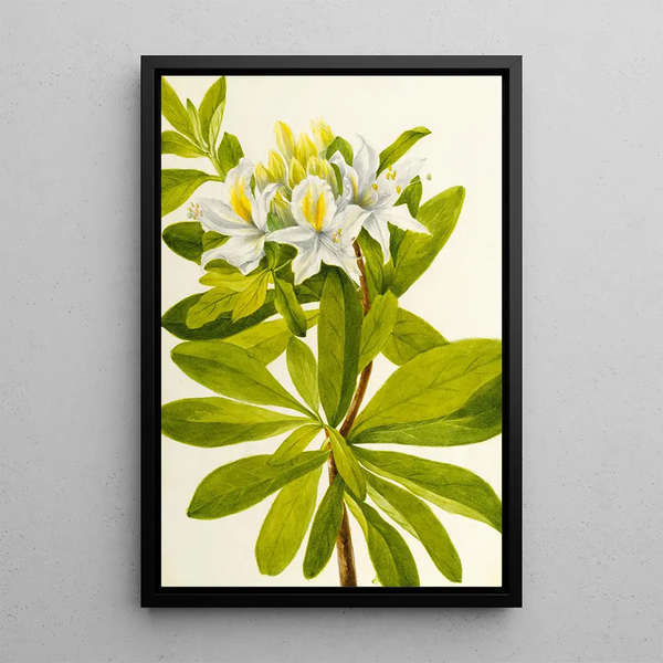 Azalée de l'Ouest - Mary Vaux Walcott — framed artwork on a wall