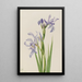 Iris missouriensis - Mary Vaux Walcott — framed artwork on a wall
