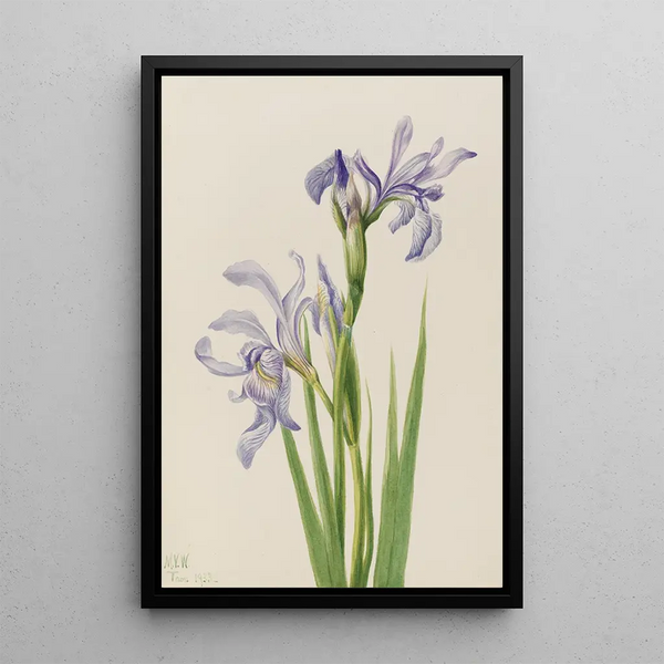 Iris missouriensis - Mary Vaux Walcott — framed artwork on a wall