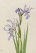 Iris missouriensis - Mary Vaux Walcott — artwork view