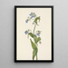 Mertensia paniculata - Mary Vaux Walcott — framed artwork on a wall
