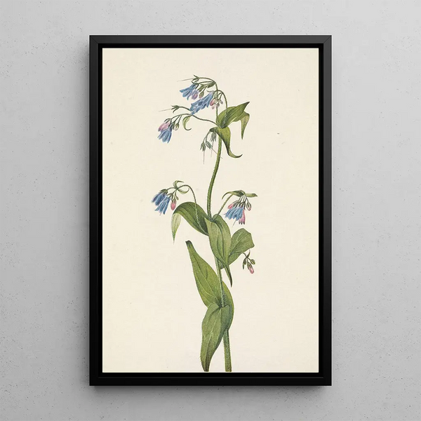Mertensia paniculata - Mary Vaux Walcott — framed artwork on a wall