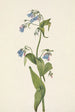 Mertensia paniculata - Mary Vaux Walcott — artwork view