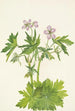 Geranium viscous - Mary Vaux Walcott — artwork view