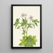 Geranium viscous - Mary Vaux Walcott — framed artwork on a wall