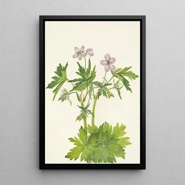 Geranium viscous - Mary Vaux Walcott — framed artwork on a wall