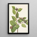 Aulne sinuata - Mary Vaux Walcott — framed artwork on a wall