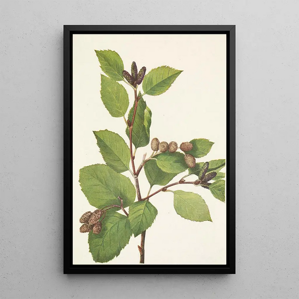 Aulne sinuata - Mary Vaux Walcott — framed artwork on a wall