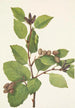 Aulne sinuata - Mary Vaux Walcott — artwork view
